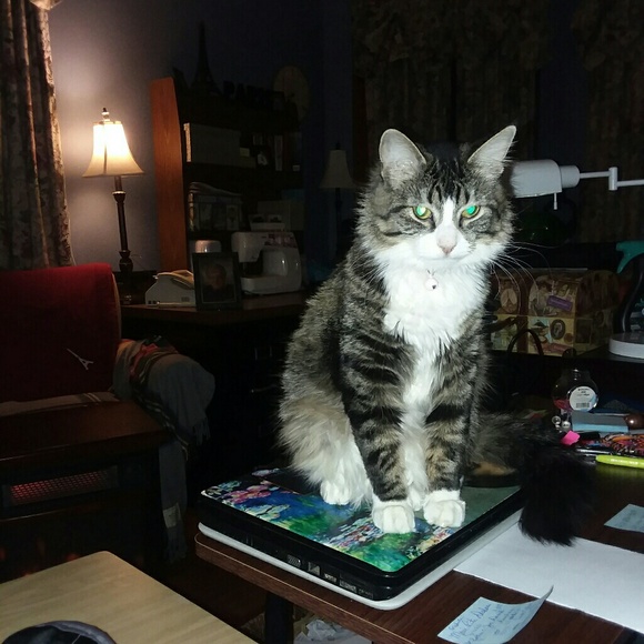 Meet your Posher, Steven - Picture 1 of 1